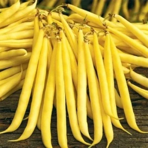  Seminte Fasole Pastai Gold - Pastai Cilindrice, 40 gr, Opal